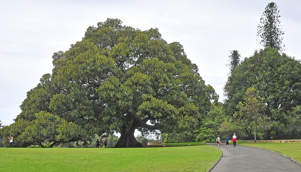 Ficus altissima (Council Tree) (alternate view 5)