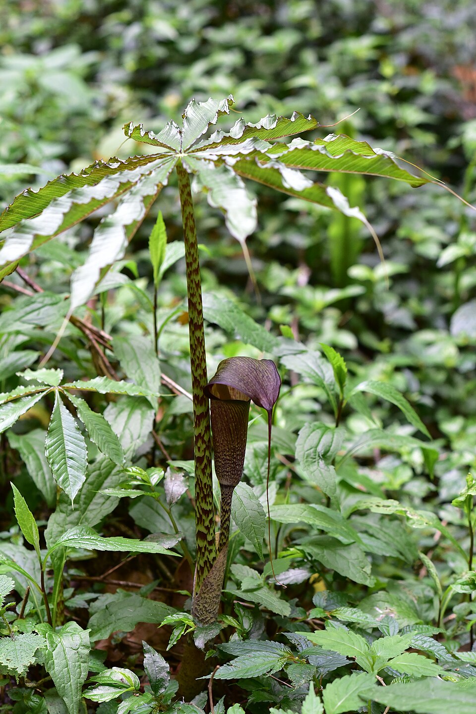 Arisaema taiwanense (Formosa Cobra Lily) (alternate view 6)