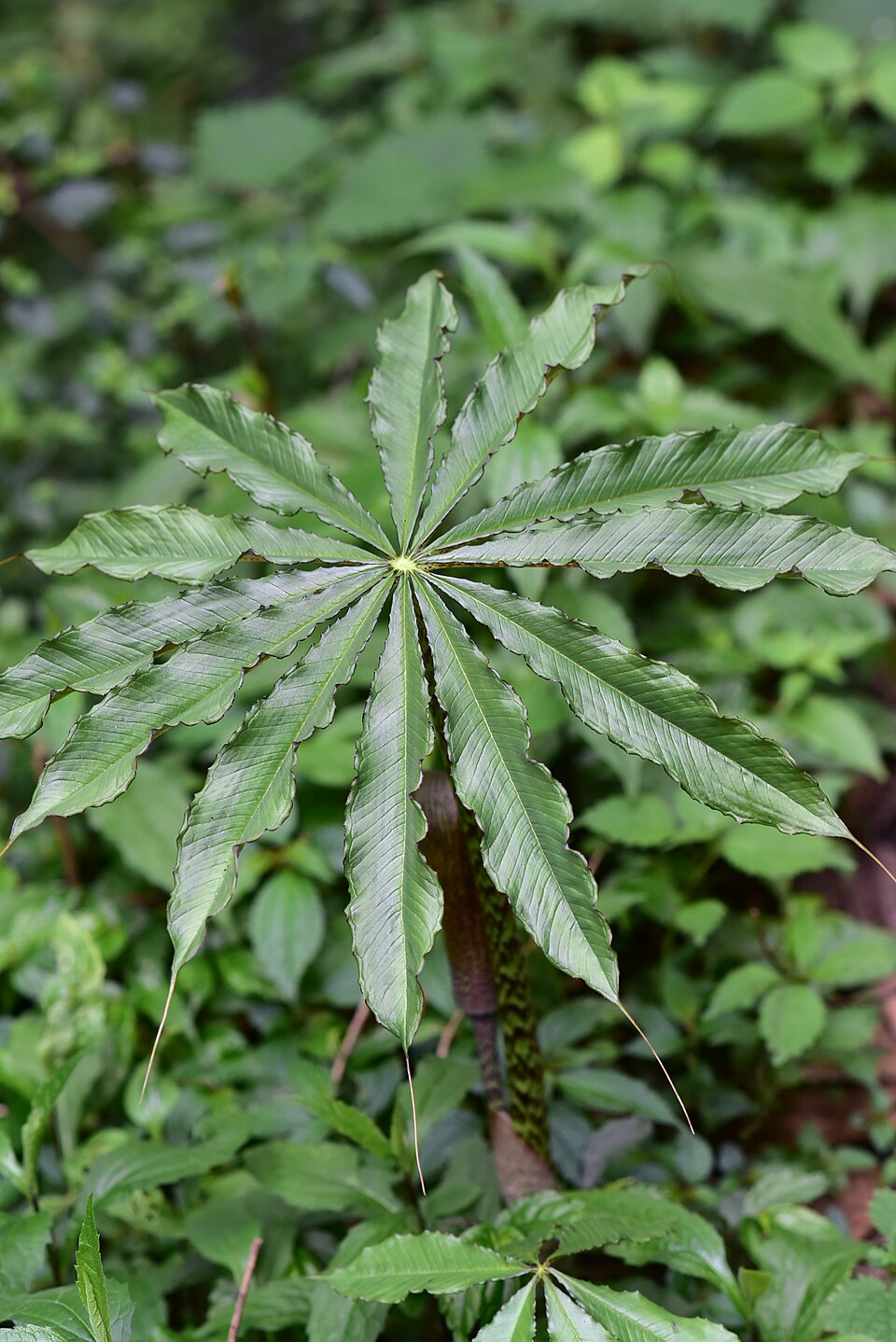 Arisaema taiwanense (Formosa Cobra Lily) (alternate view 7)