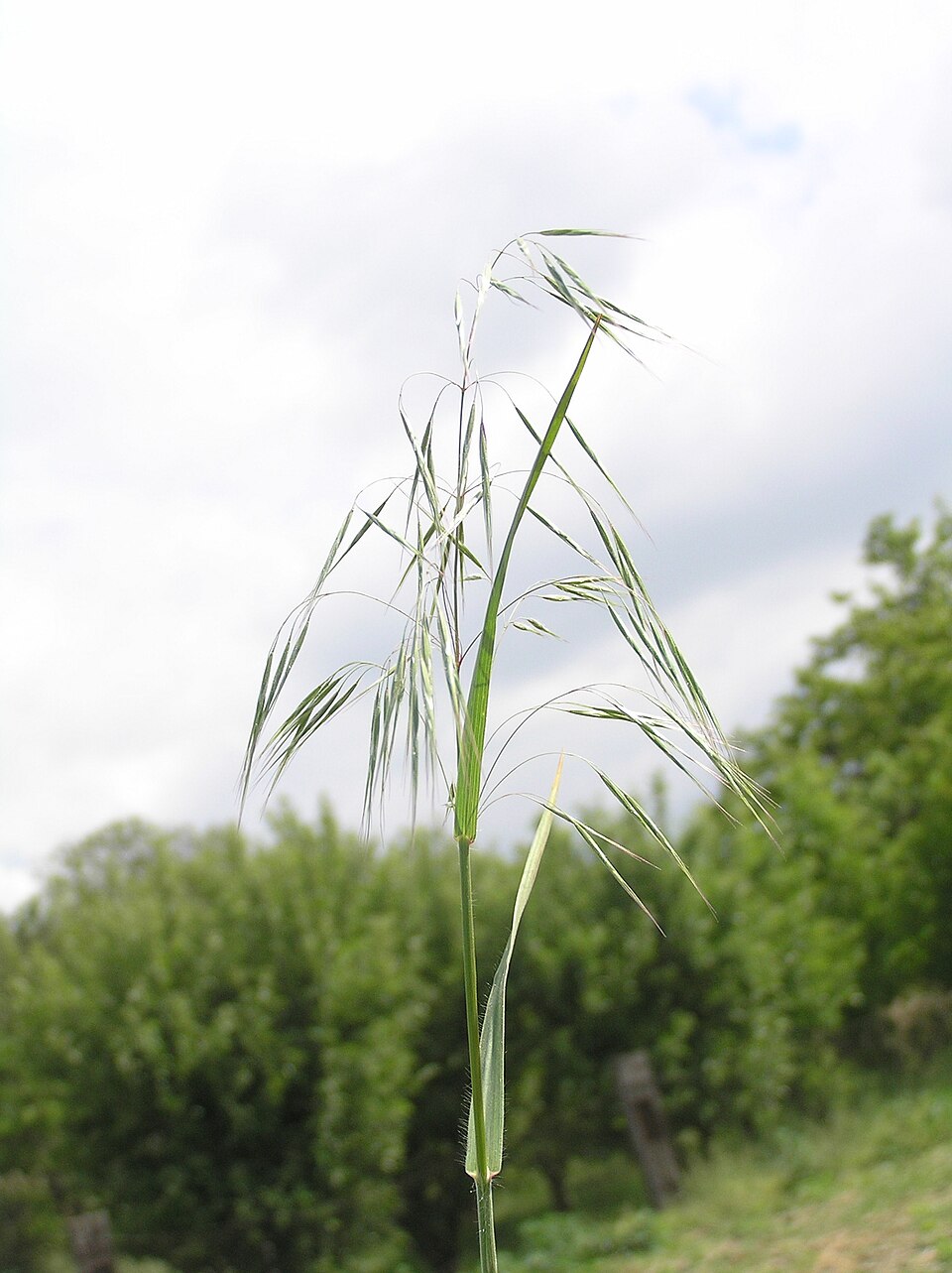 Bromus tectorum (cheat grass) (alternate view 7)