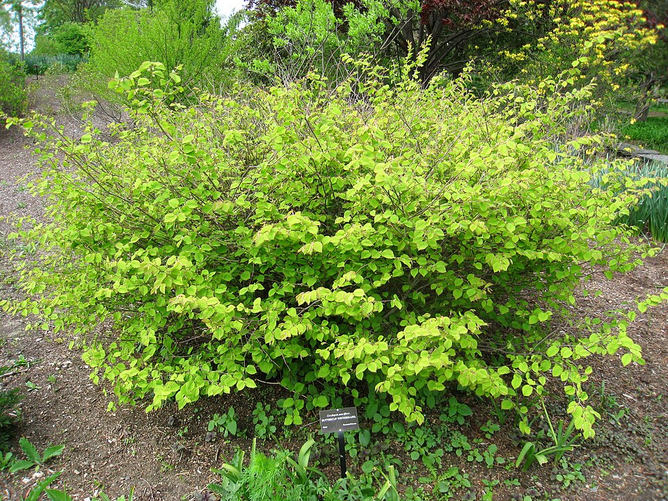 Corylopsis pauciflora (winter hazel, buttercup winter hazel) (alternate view 5)