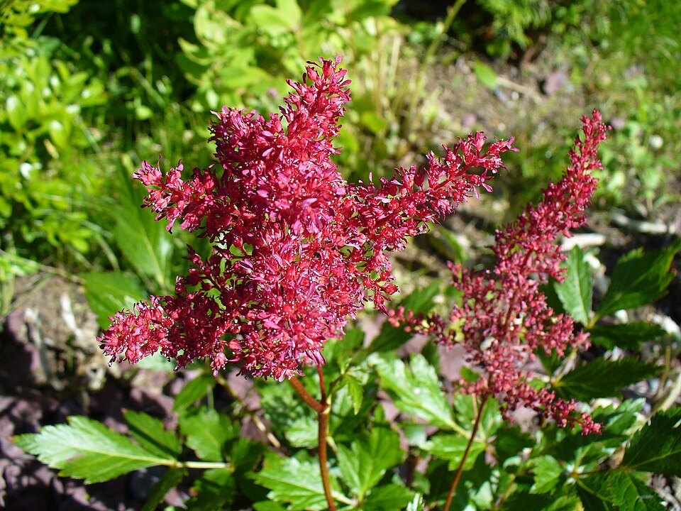 Astilbe × arendsii 'Fanal' (Fanal Astilbe) (alternate view 3)