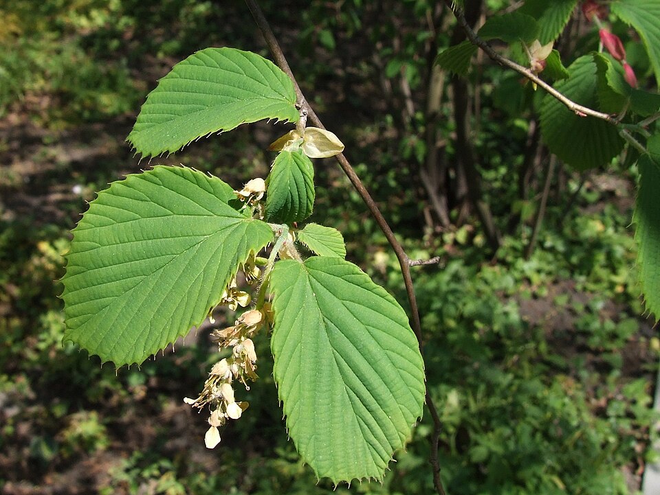 Corylopsis sinensis (Chinese Winter Hazel) (alternate view 7)