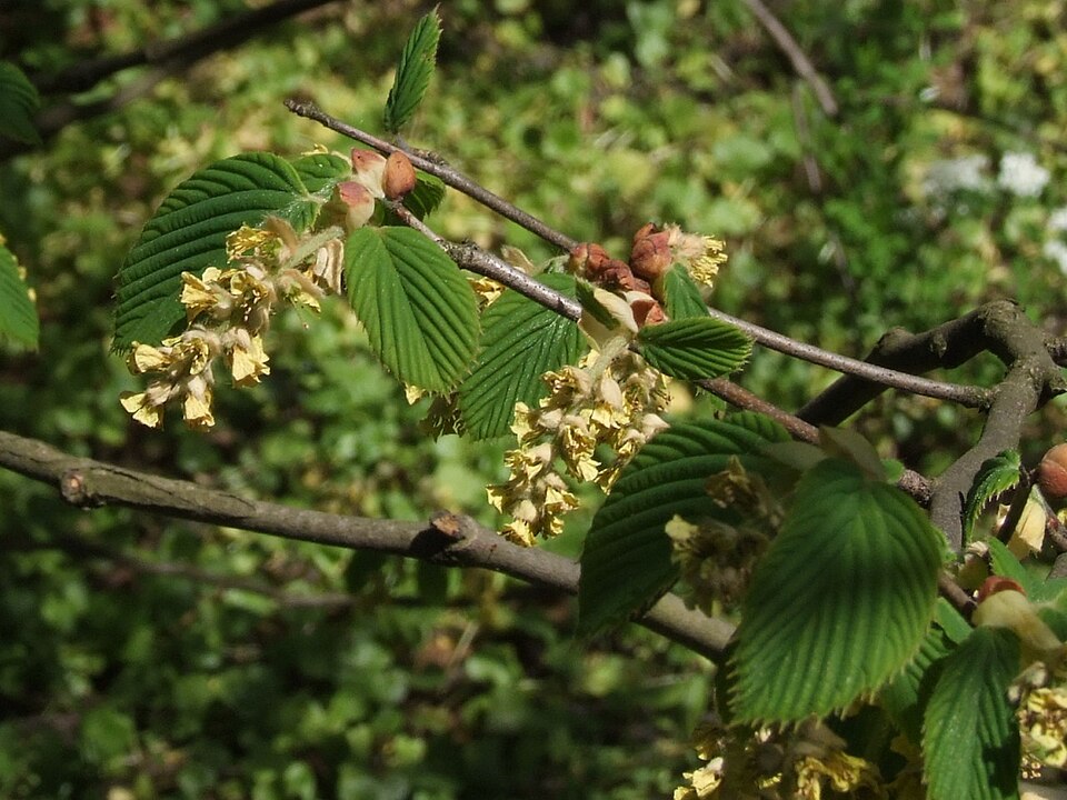 Corylopsis spicata (Spike Winter Hazel) (alternate view 6)