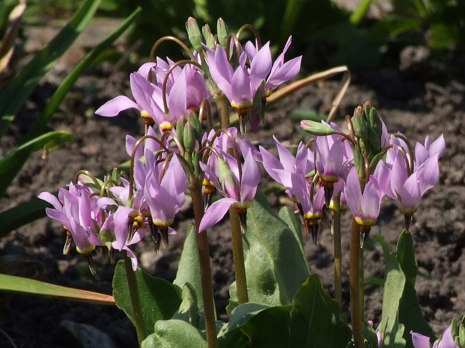 Primula meadia (eastern shooting star) (alternate view 10)