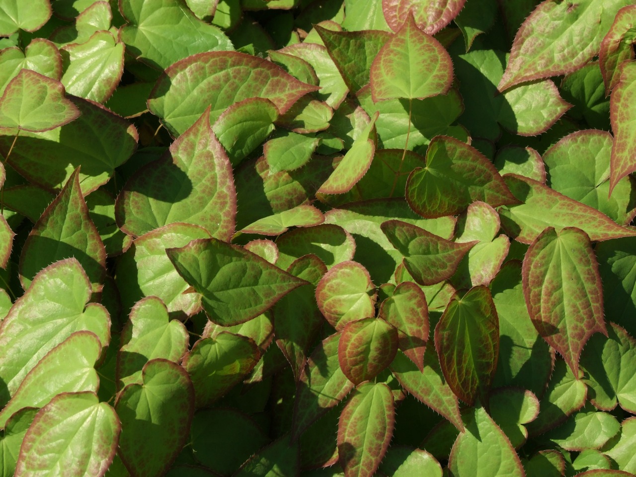 Epimedium grandiflorum, Bishop's hat — spreading deciduous (Berberidaceae) (image 9 of 10)