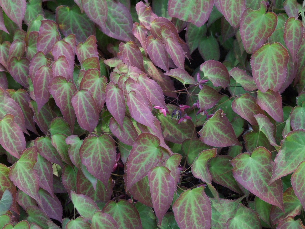 Epimedium grandiflorum, Bishop's hat — spreading deciduous (Berberidaceae) (image 10 of 10)
