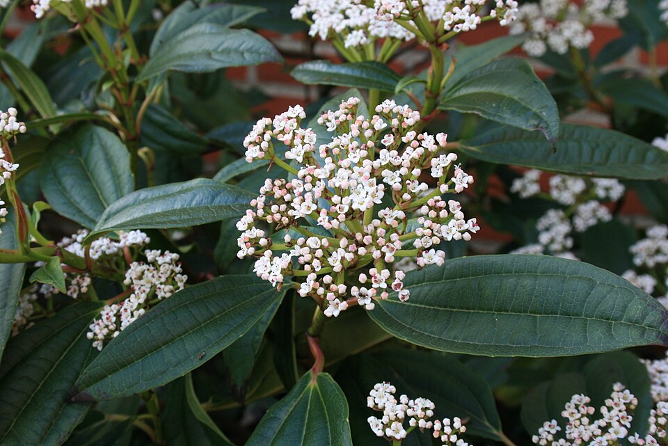 Viburnum davidii (David viburnum) (alternate view 7)
