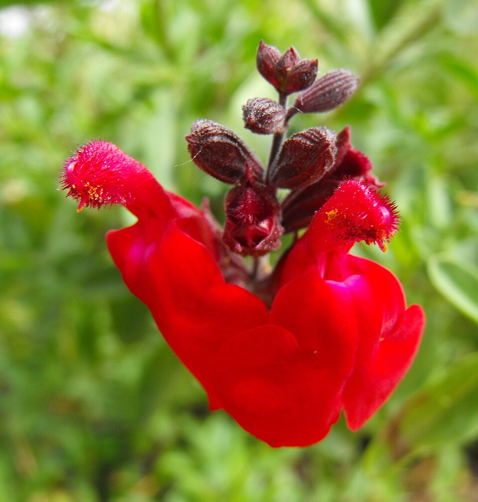 Salvia greggii (Autumn sage) (alternate view 12)