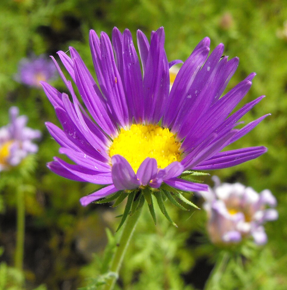 Machaeranthera tanacetifolia (Tahoka daisy)