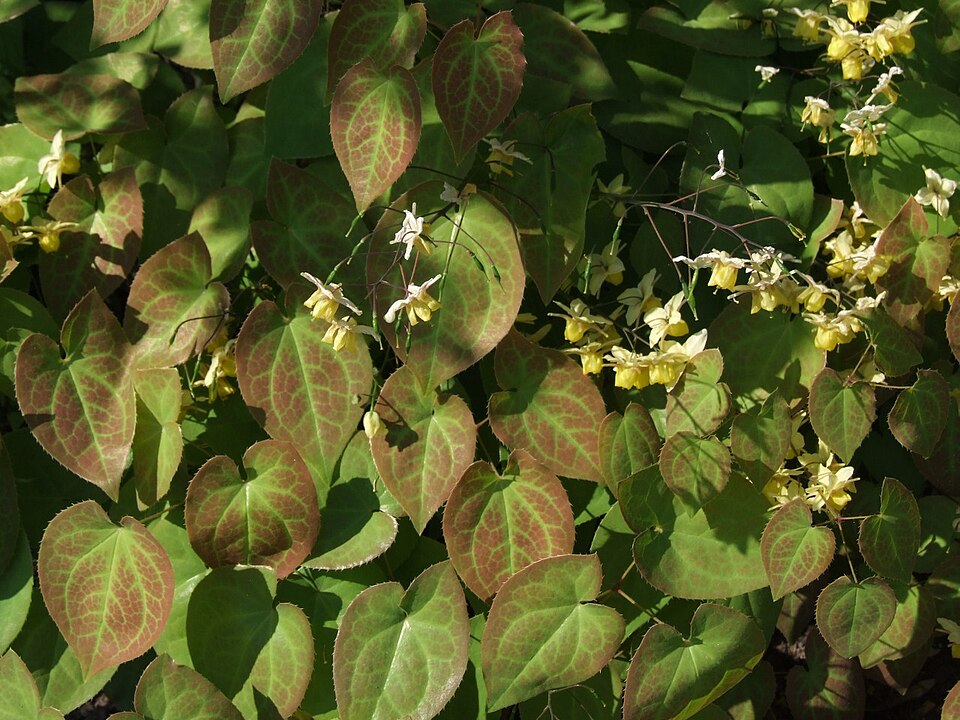 Epimedium pubigerum (alternate view 2)