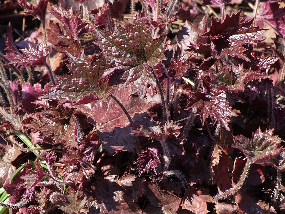 Heuchera micrantha (small-flowered alumroot) (alternate view 7)