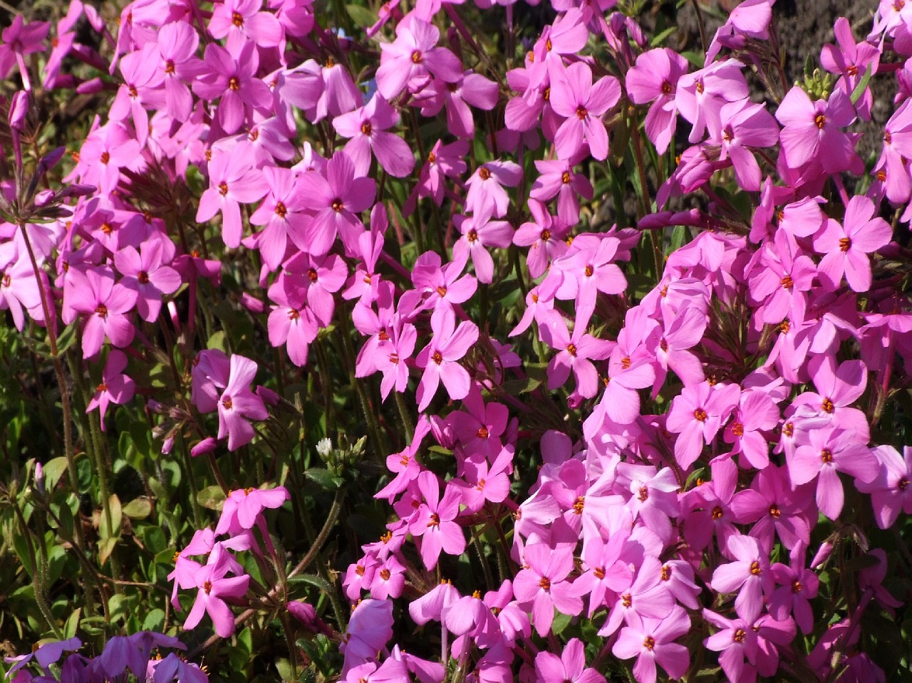 Phlox stolonifera, Creeping phlox — spreading semi-evergreen (Polemoniaceae) (image 4 of 10)