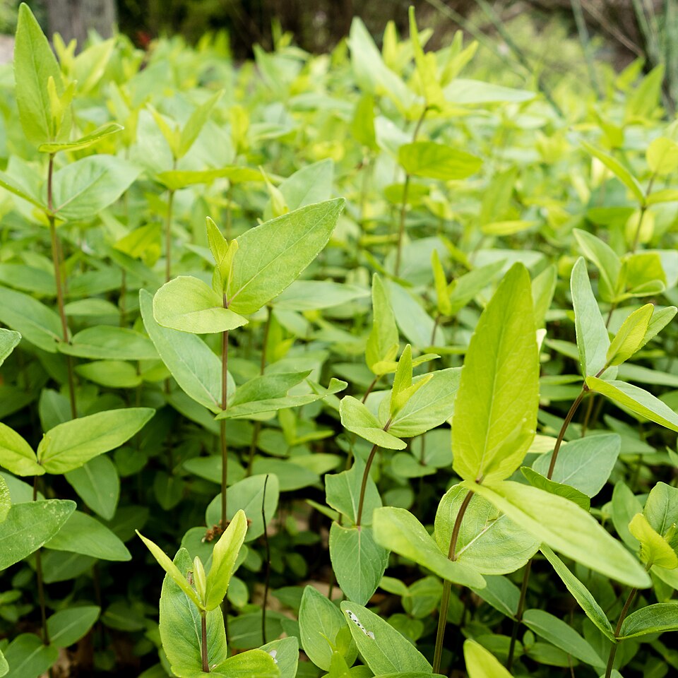 Pycnanthemum (mountain mints) (alternate view 2)