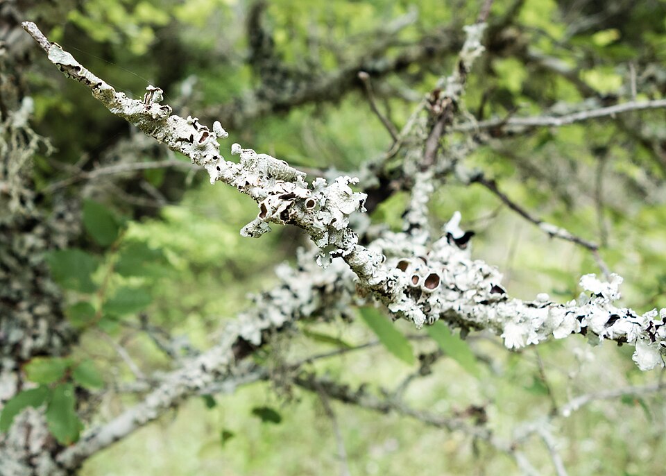 Ulmus crassifolia (Cedar Elm)
