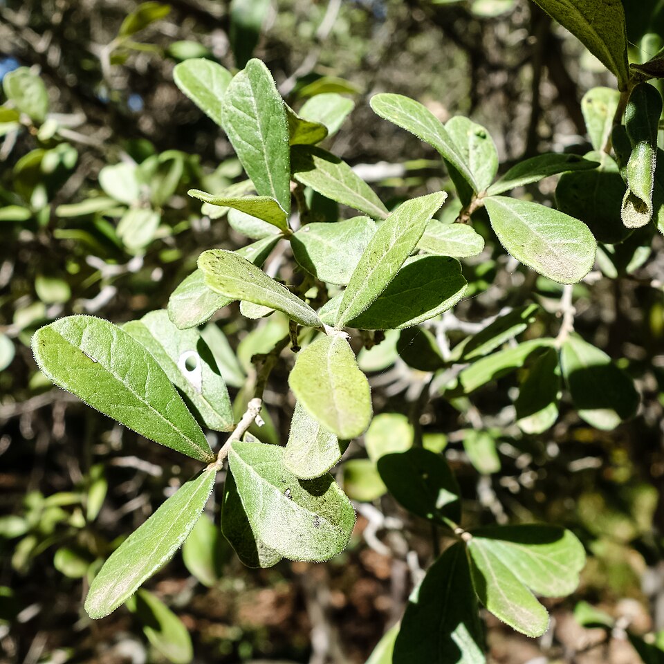 Diospyros texana (Texas Persimmon) (alternate view 3)