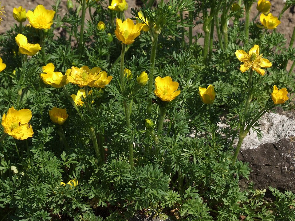 Ranunculus bulbosus (bulbous buttercup) (alternate view 6)