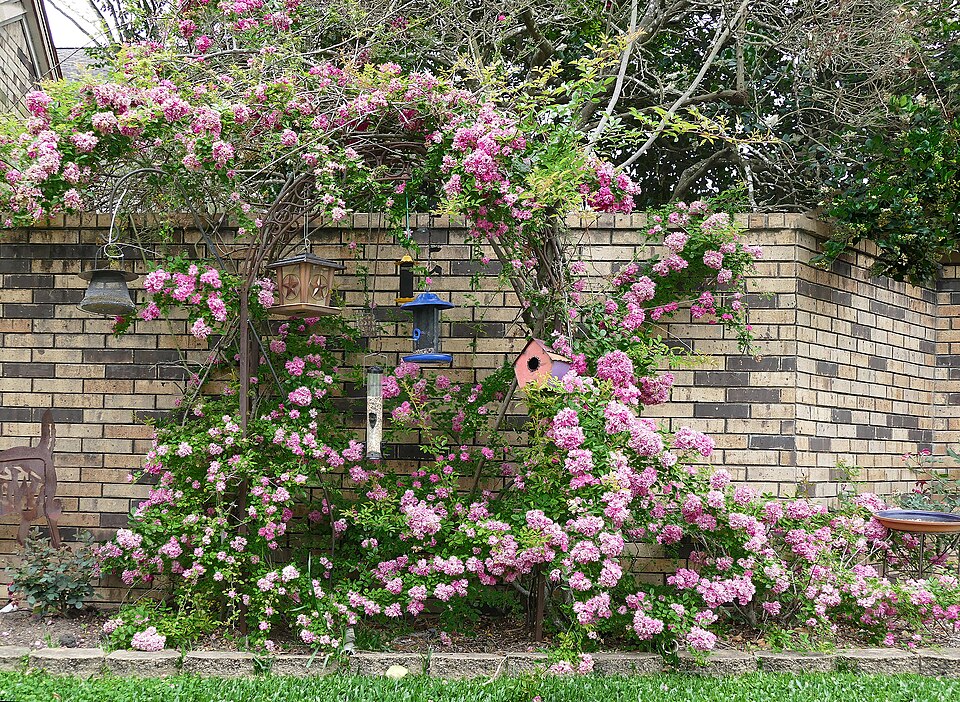 Rosa 'Peggy Martin' (Peggy Martin Rose) (alternate view 2)