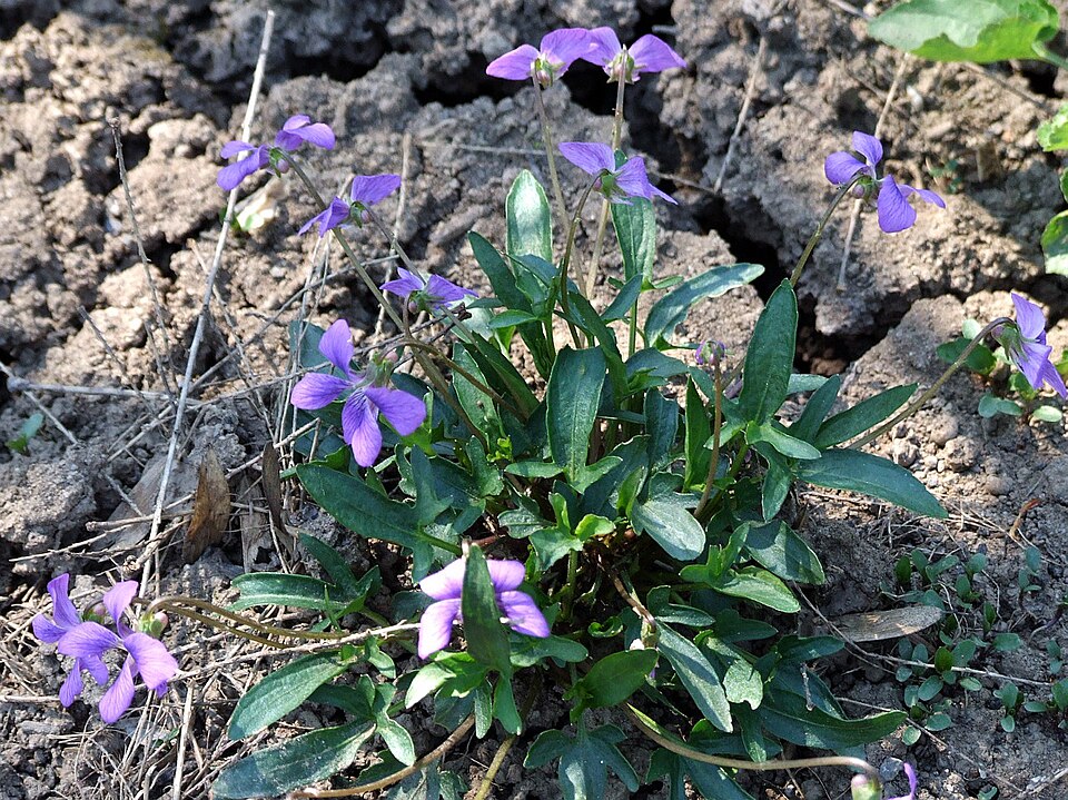 Viola palmata (three-lobed violet) (alternate view 6)