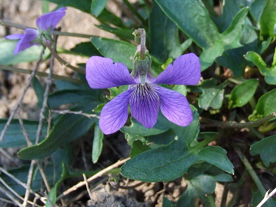 Viola palmata (three-lobed violet) (alternate view 7)