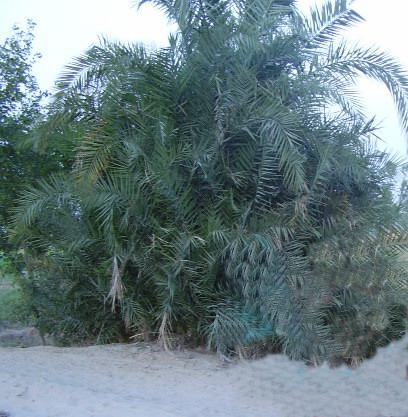 Phoenix sylvestris (Silver Date Palm) (alternate view 3)