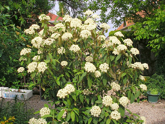 Viburnum rhytidophyllum (leatherleaf viburnum) (alternate view 7)