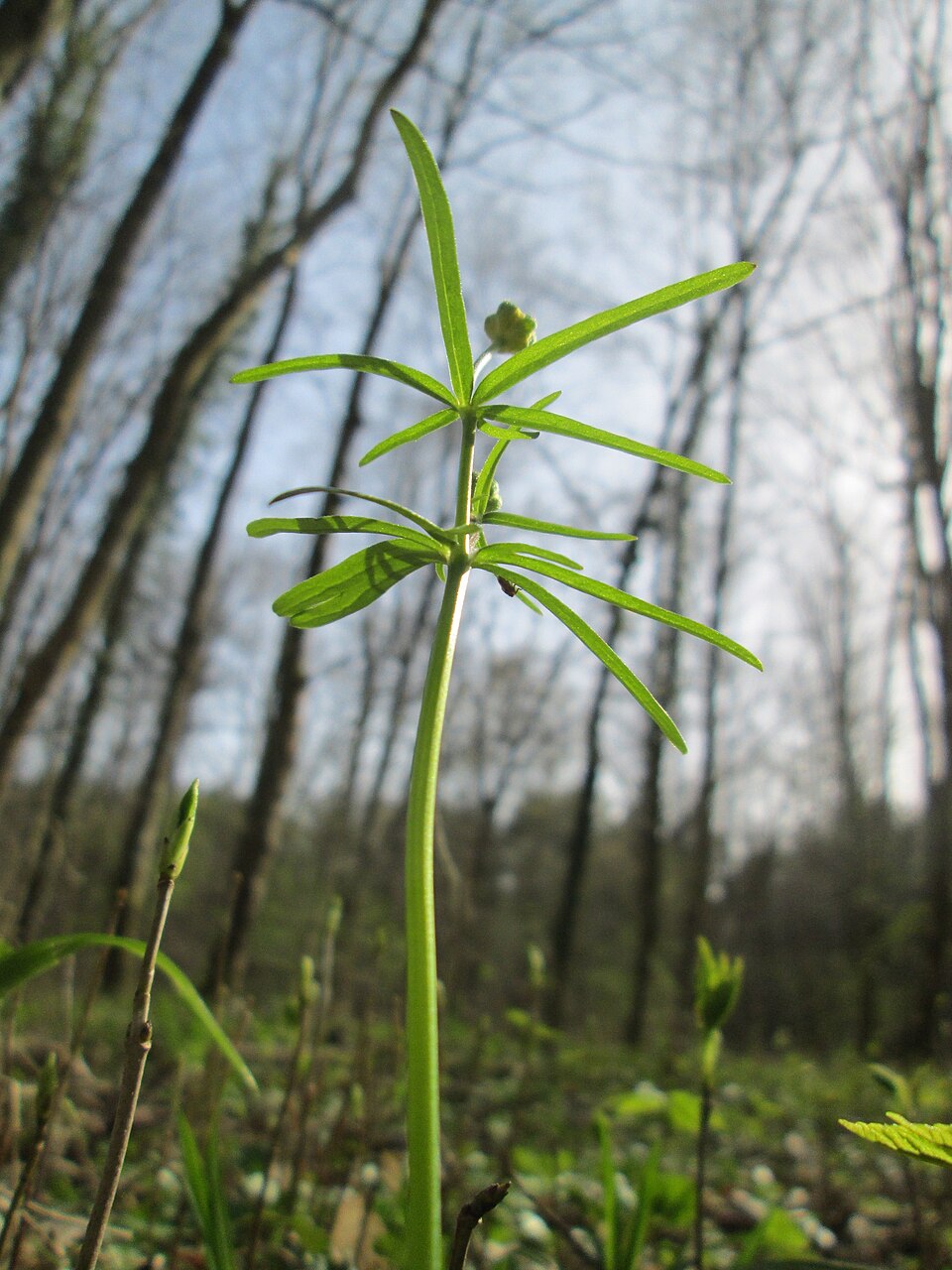 Ranunculus auricomus (Goldilocks Buttercup)