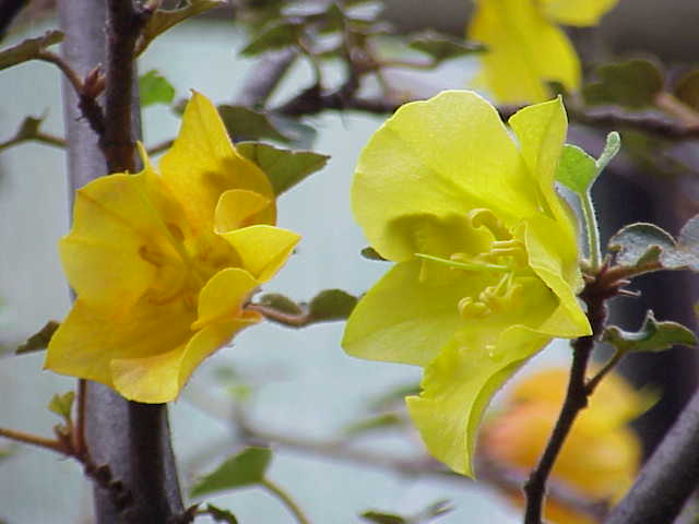 Fremontodendron californicum (California flannelbush) (alternate view 6)