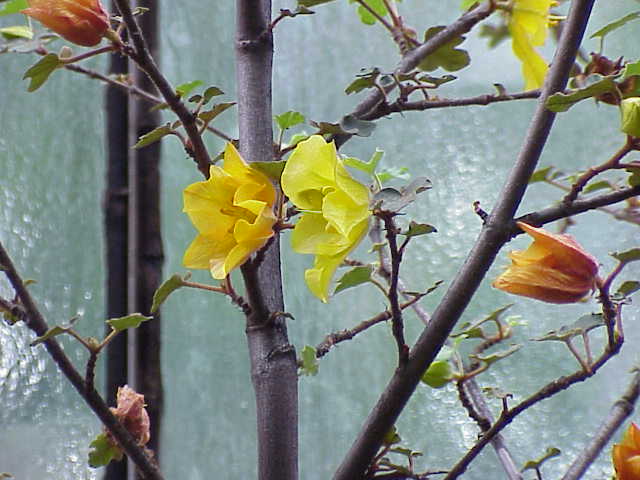 Fremontodendron californicum (California flannelbush) (alternate view 7)