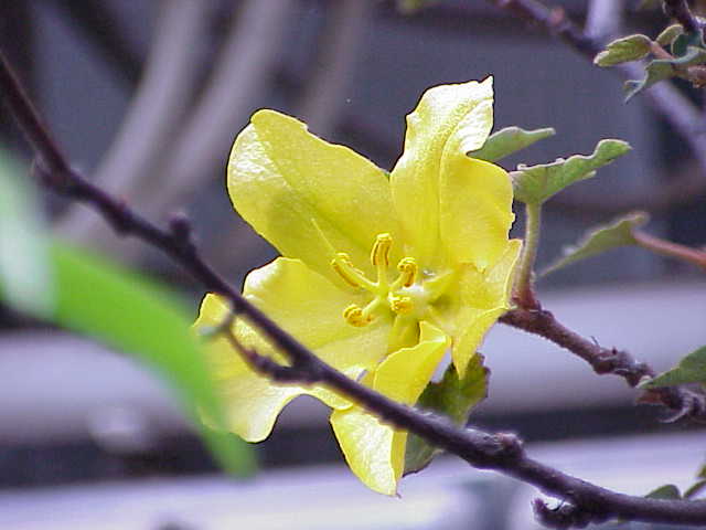 Fremontodendron californicum (California flannelbush) (alternate view 8)