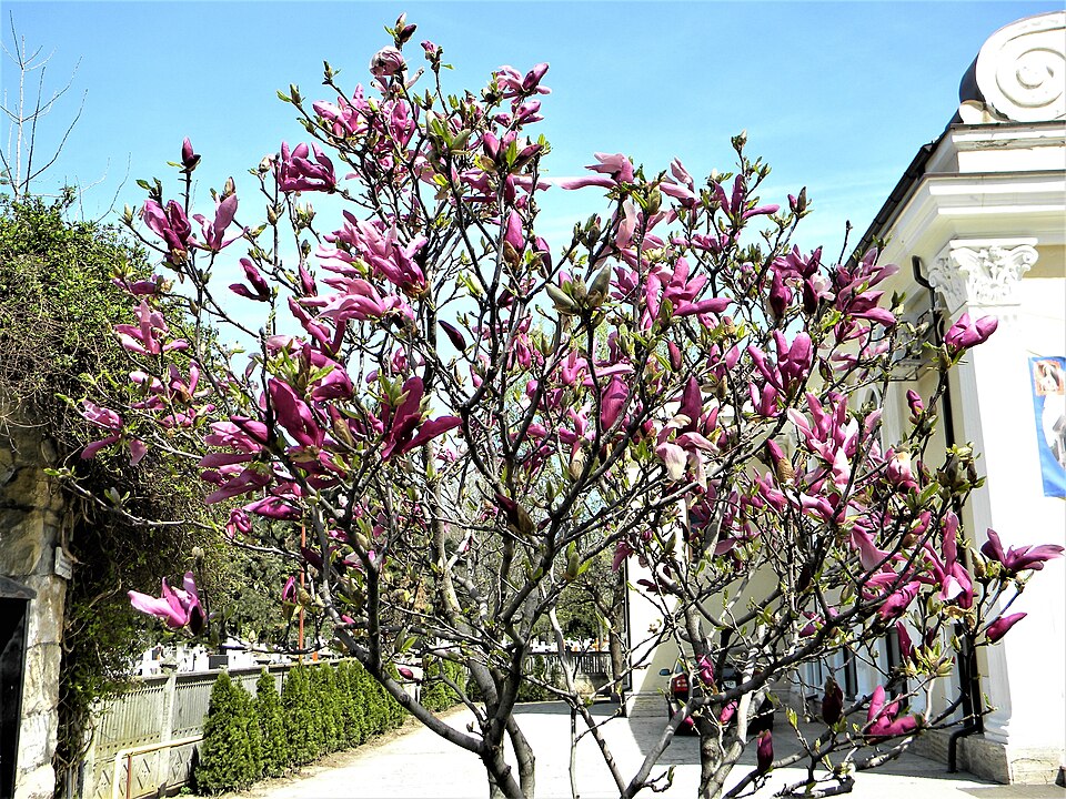 Magnolia liliiflora (Lily Magnolia) (alternate view 8)