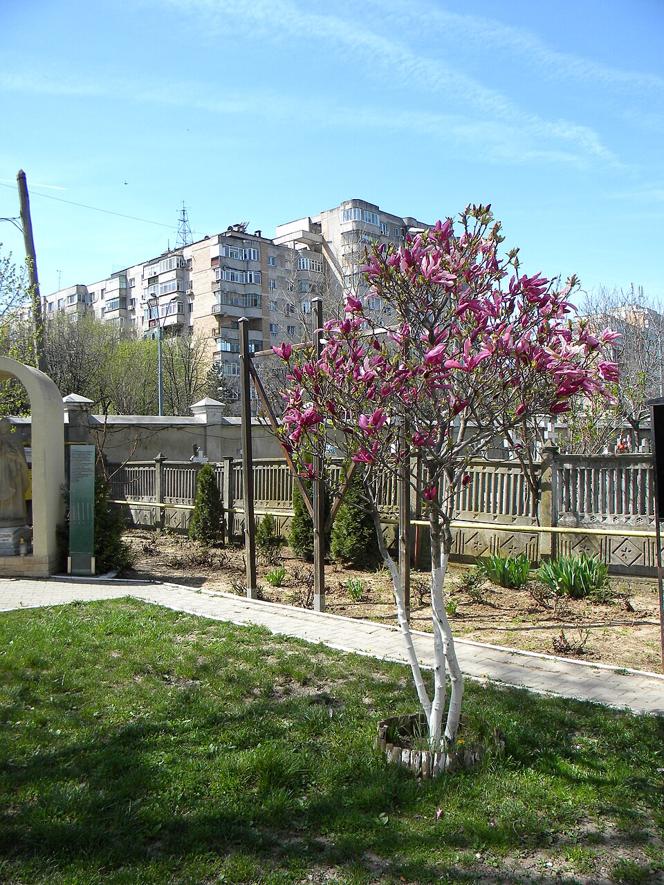 Magnolia liliiflora (Lily Magnolia) (alternate view 9)