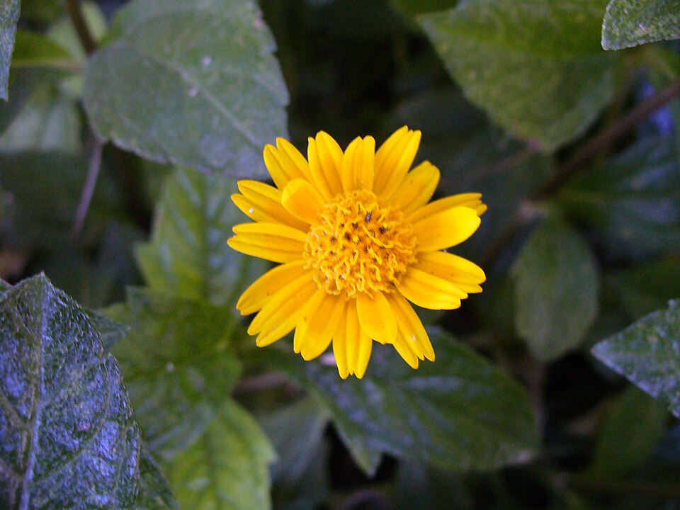 Sphagneticola trilobata (Trailing Daisy)