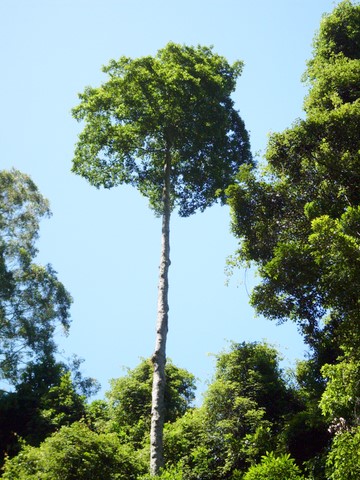 Elaeocarpus obovatus (Hard Quandong)