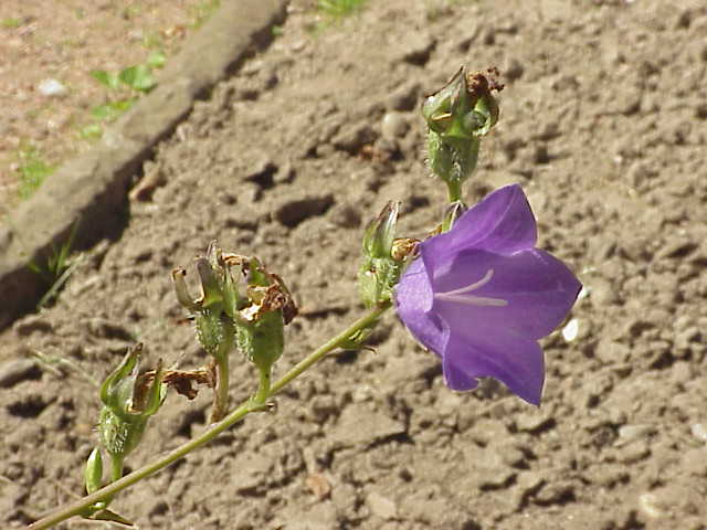 Campanula persicifolia, Peach-leaved bellflower — clumping semi-evergreen (Campanulaceae) (image 1 of 9)