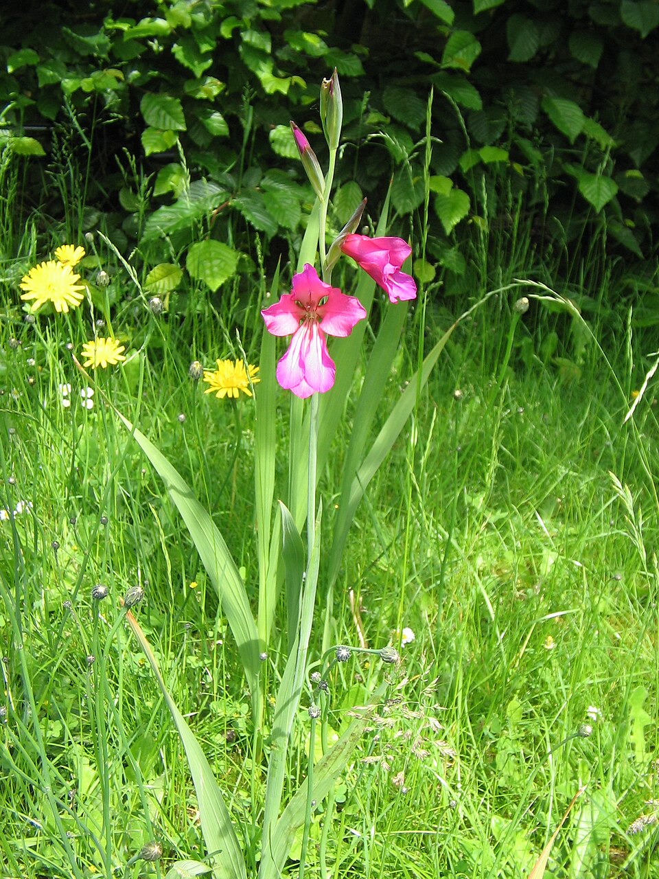Gladiolus communis ssp. byzantinus (Eastern Gladiolus) (alternate view 8)