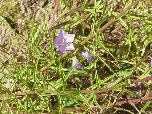 Campanula persicifolia, Peach-leaved bellflower — clumping semi-evergreen (Campanulaceae) (image 2 of 9)