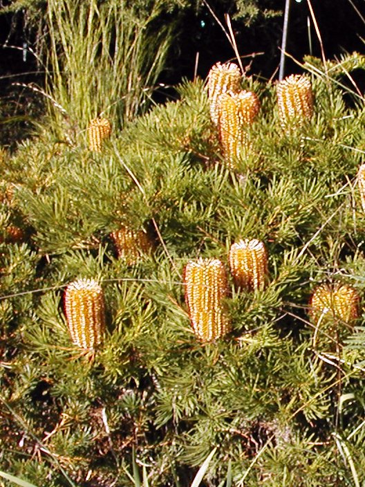 Banksia spinulosa 'Birthday Candles' (alternate view 2)