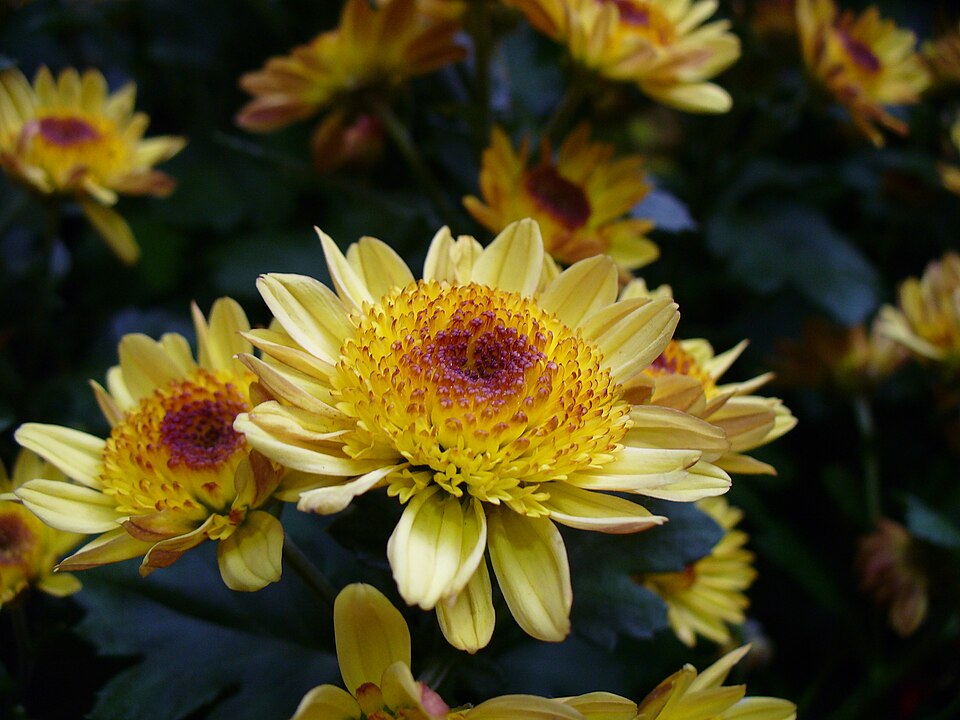Chrysanthemum × morifolium (Garden Mum) (alternate view 9)