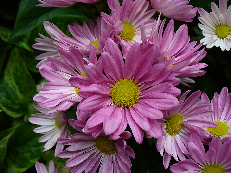 Chrysanthemum × morifolium (Garden Mum) (alternate view 10)