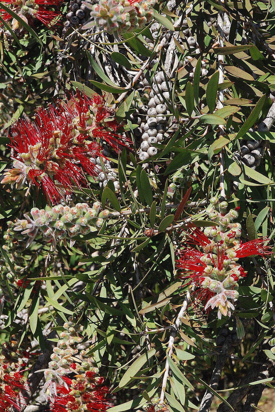Melaleuca citrina (crimson bottlebrush) (alternate view 6)