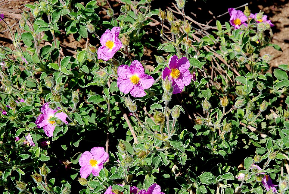 Cistus creticus (alternate view 7)