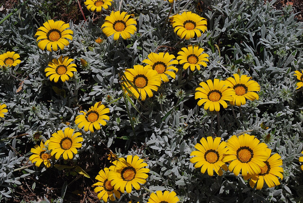 Gazania rigens, Treasure flower — spreading evergreen (Asteraceae) (image 4 of 9)