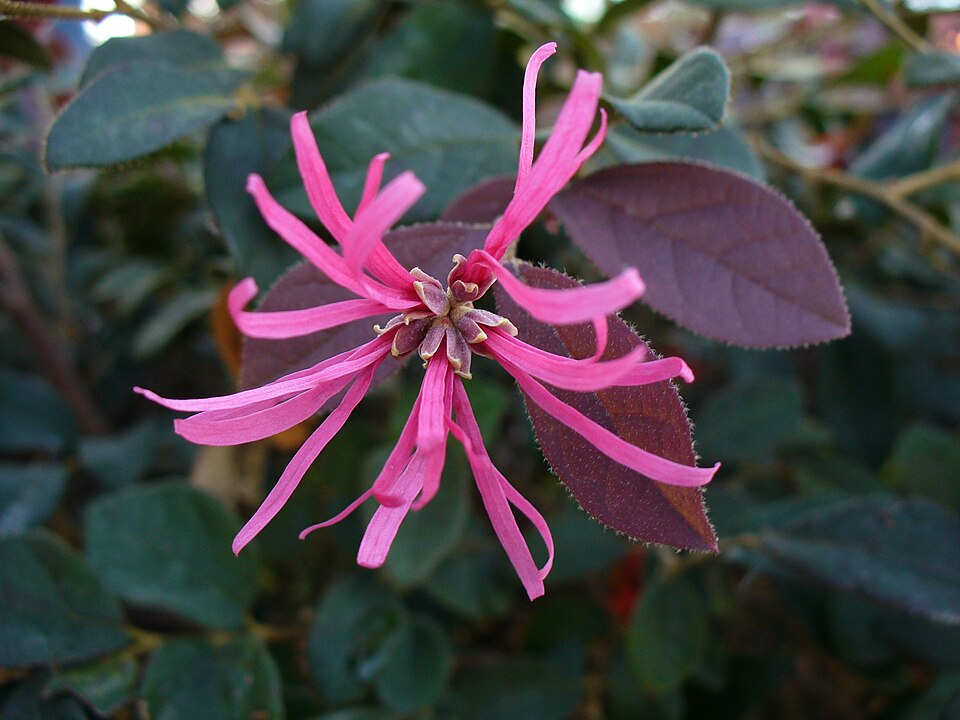 Loropetalum chinense (Jazz Hands® Pink Loropetalum) (alternate view 9)