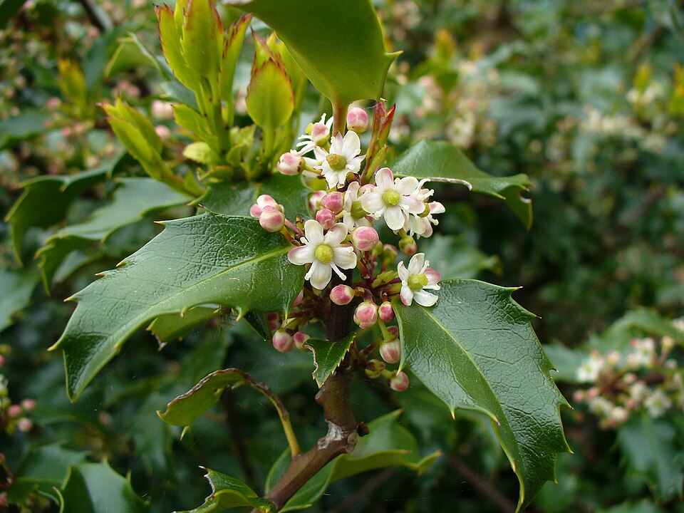 Ilex meserveae (Meserve Holly) (alternate view 7)