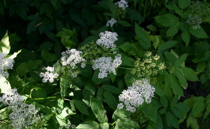 Aegopodium podagraria (Goutweed)