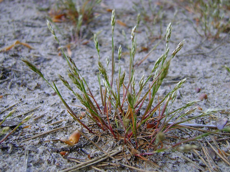 Aira praecox (early hair grass)