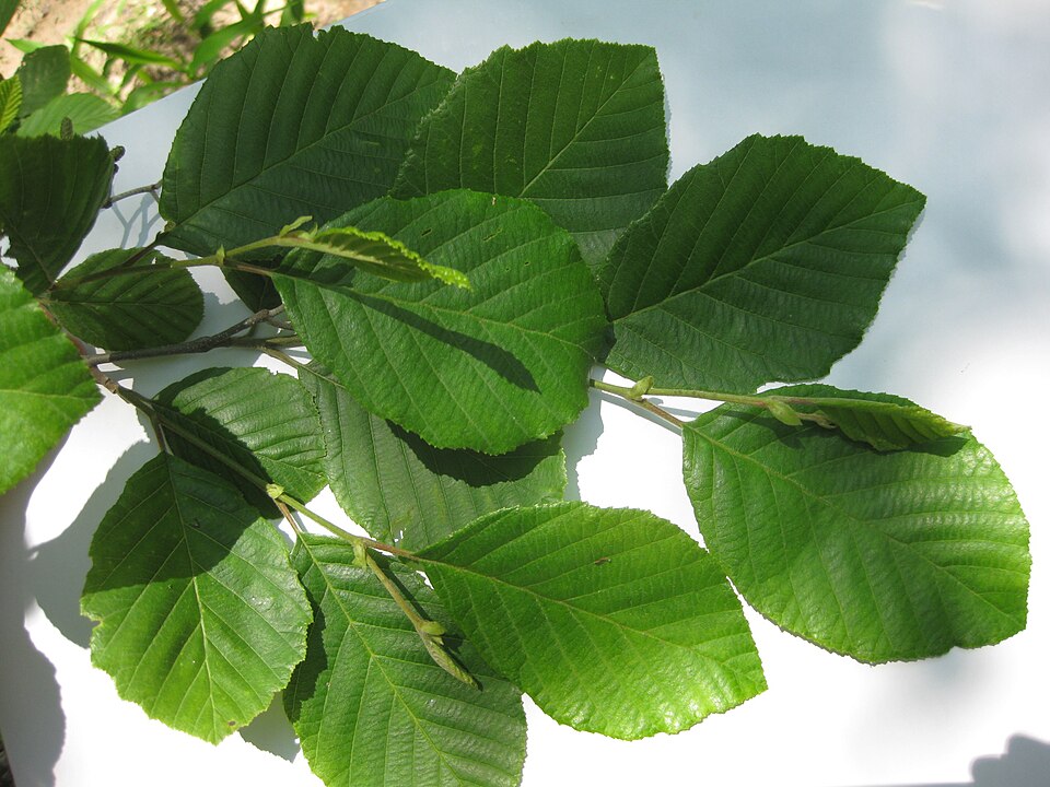 Alnus serrulata (smooth alder) (alternate view 10)