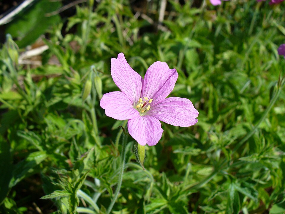 Geranium endressii (French Crane's-bill)