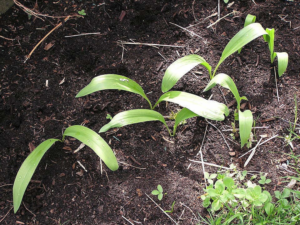 Allium tricoccum (wide leek) (alternate view 2)